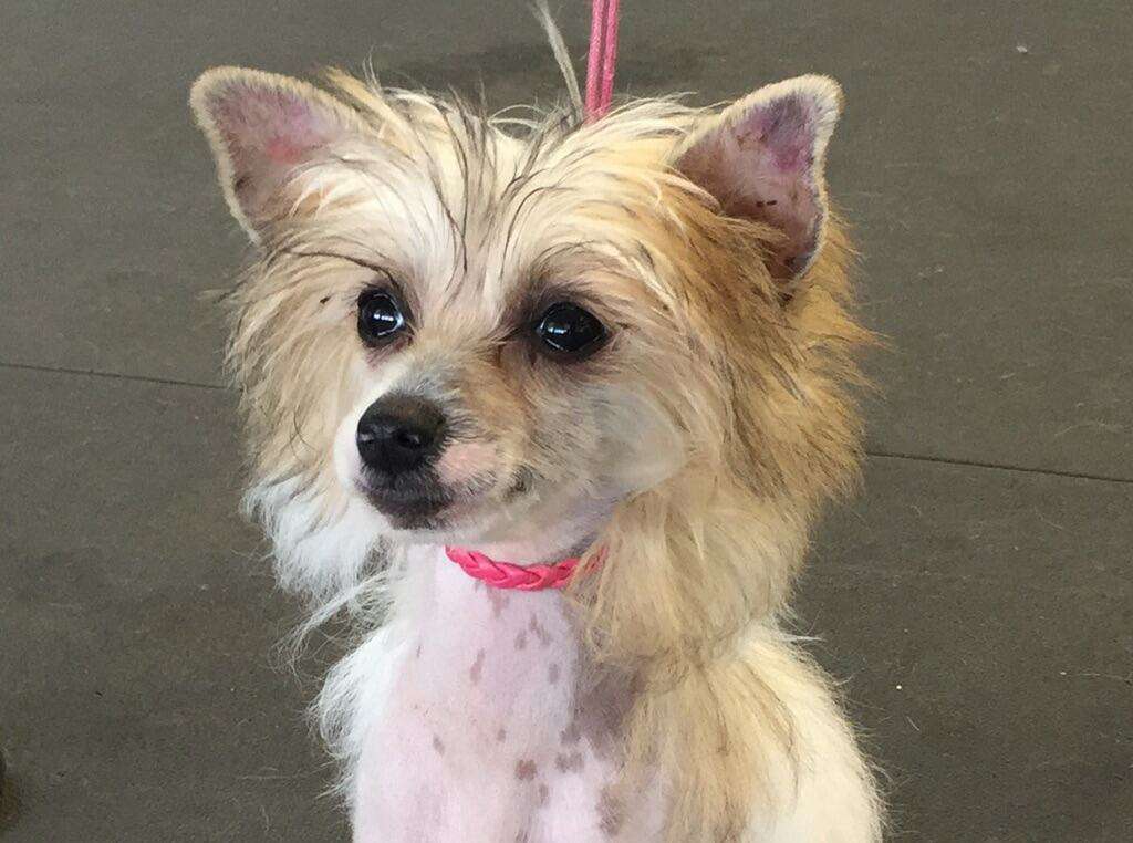 LacShen's Boo Suede Shoes