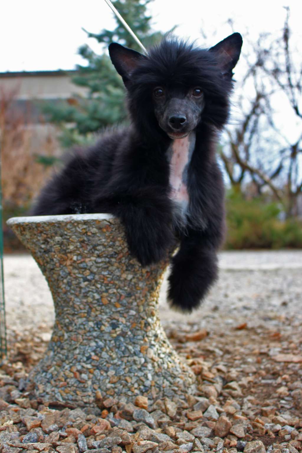 Imperial Charm de Fageiro