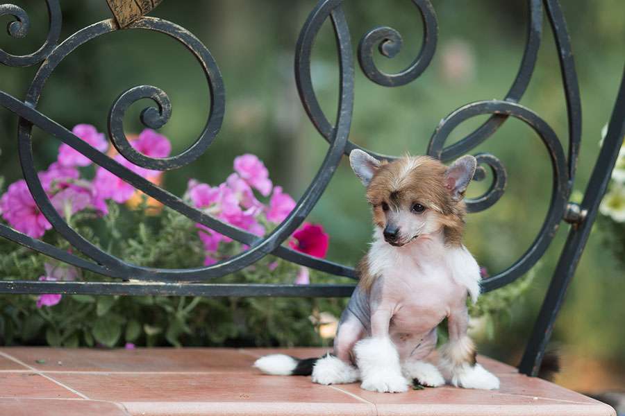 Dogland Happy Passionflower