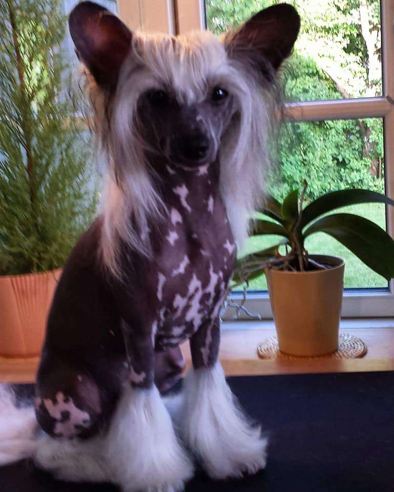 Proud Pony Minecraft