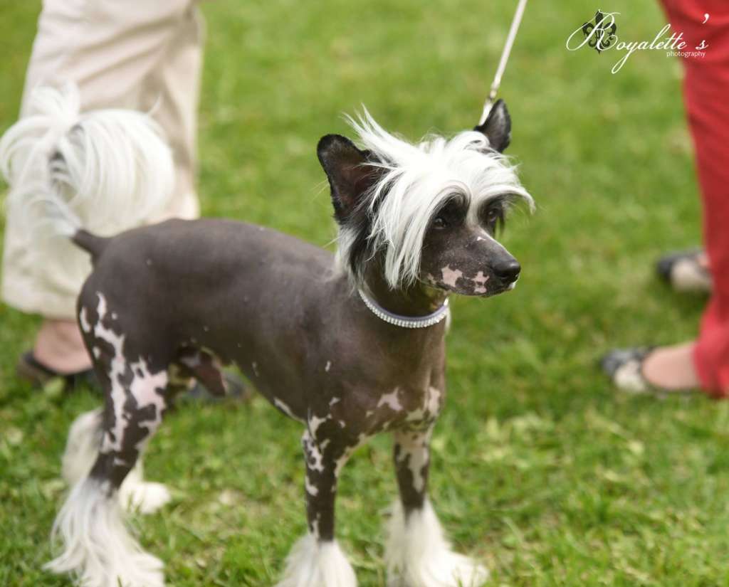 Allegranden Endorphin Booster