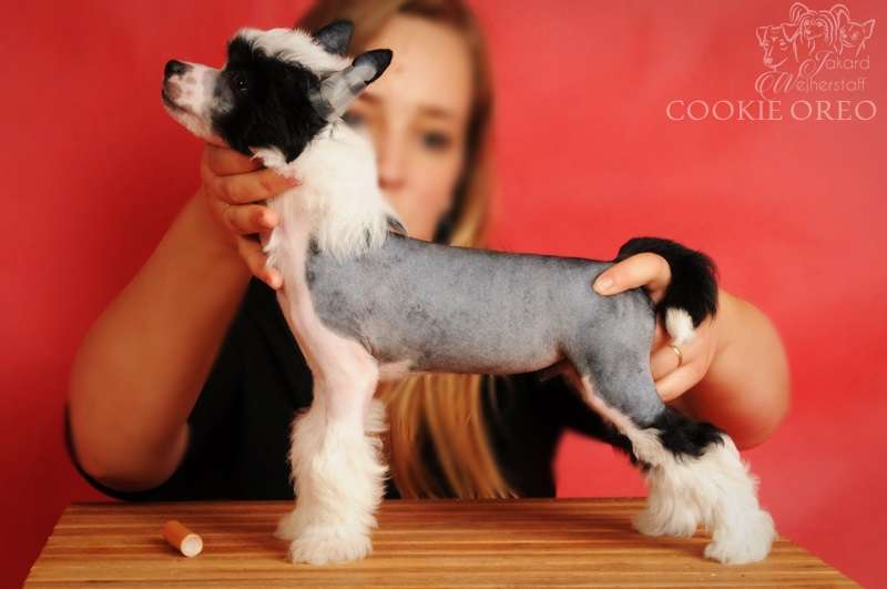 Jakard Wejherstaff COOKIE OREO