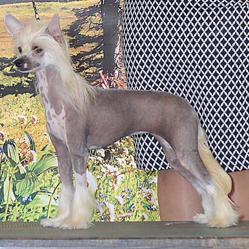 Pinevalley's Dry Humour @ deBahTrio