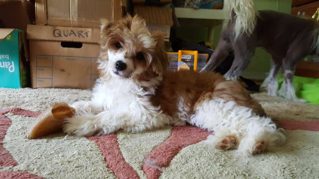 Pinevalley's Gotta Catch Em All