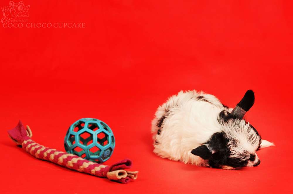 Jakard Wejherstaff Coco-choco Cupcake