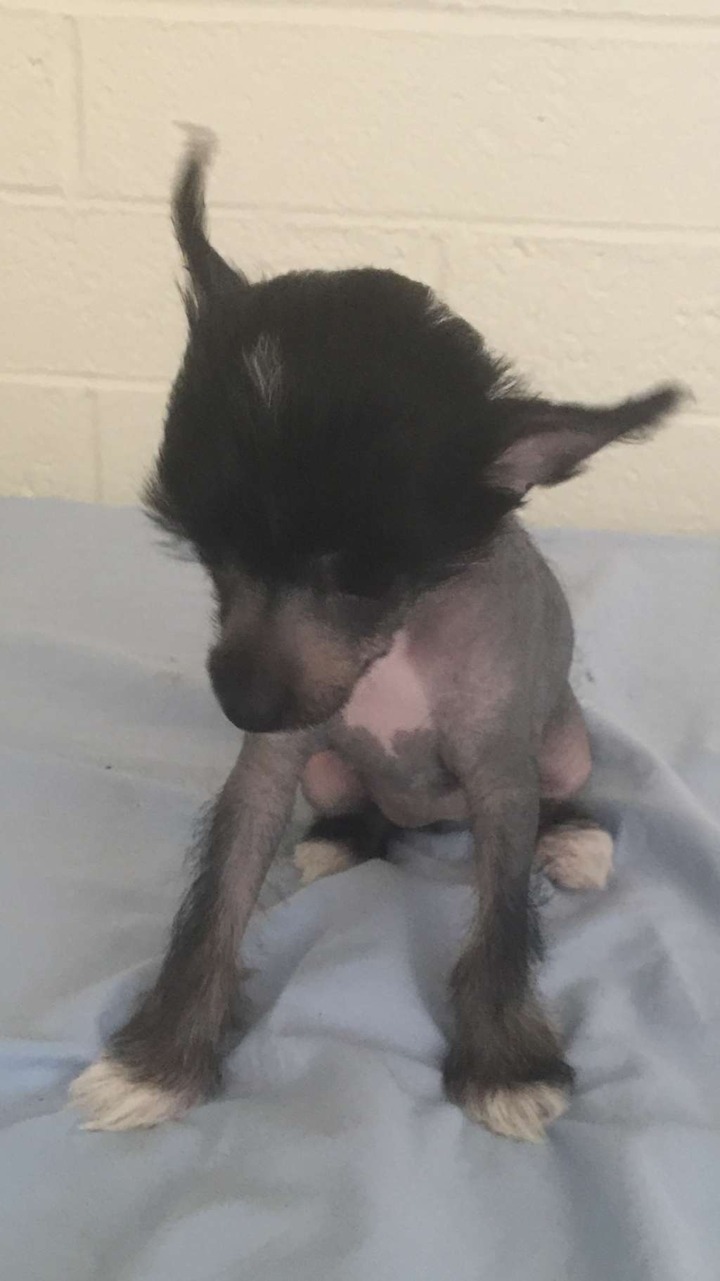 Princess Zara of Ponyville