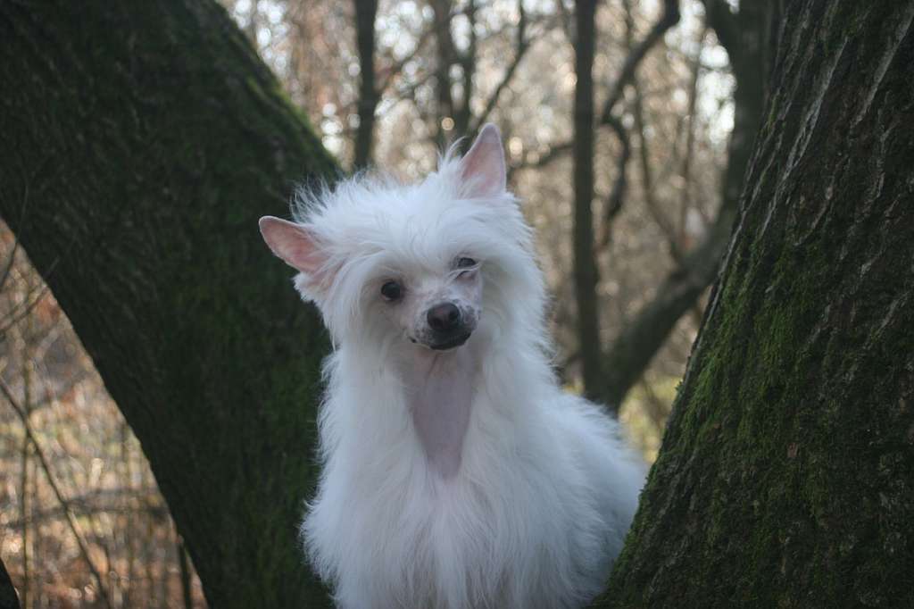 Edcullen's Glade Fiderallala