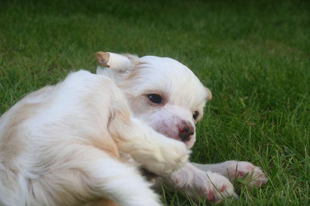 Edcullen's Glade Frida Gold