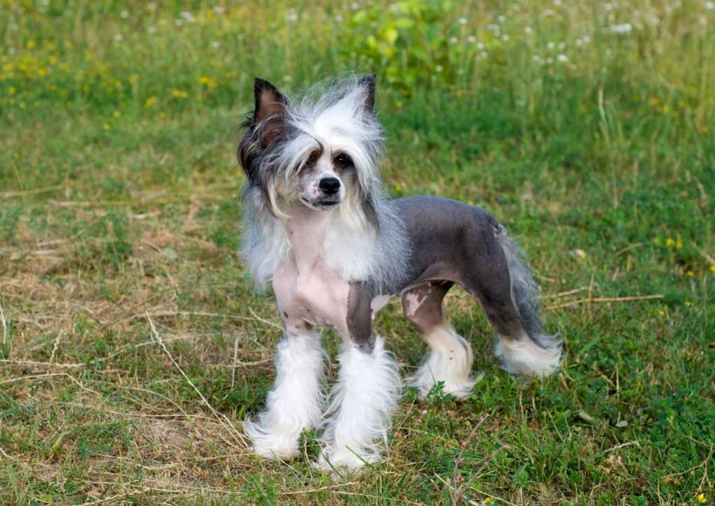 Tammy Isha Miracolo Dell"anima