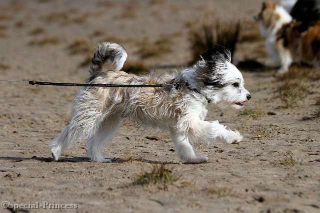 Huckleberry Pie Special Princess