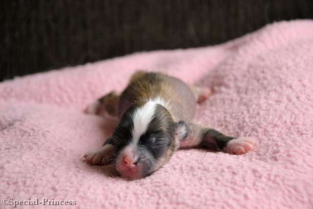 Orange Blossom Special Princess