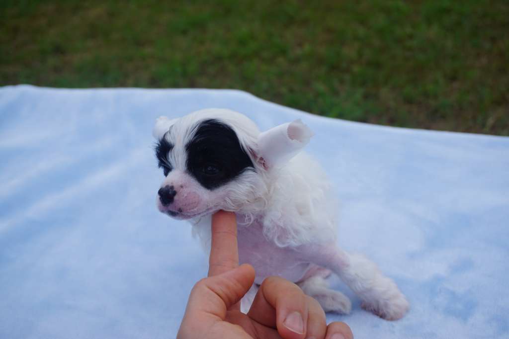 Magic Cresteds Qeen Zulu's Zemma given from the sk