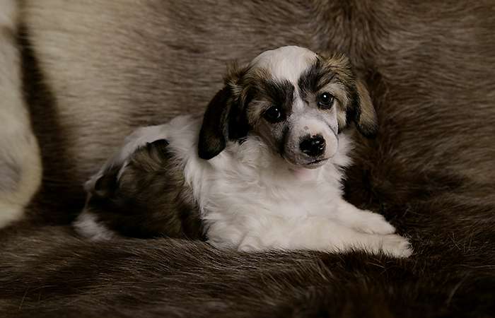 Belua Mea Claire Bennet