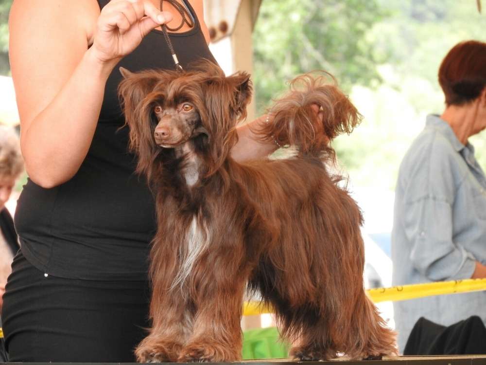 Hanna Kinsey iz Clana Timurlana