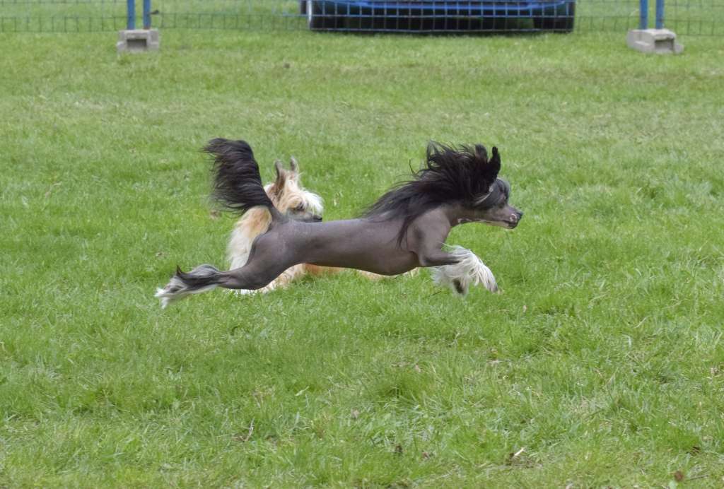 Dalwhinnie Drops Freuhartang