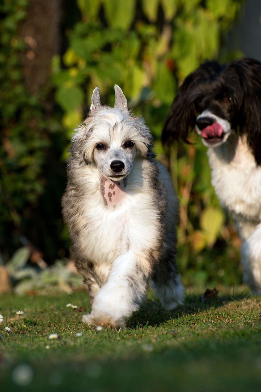 Fluffy Princess Akwen