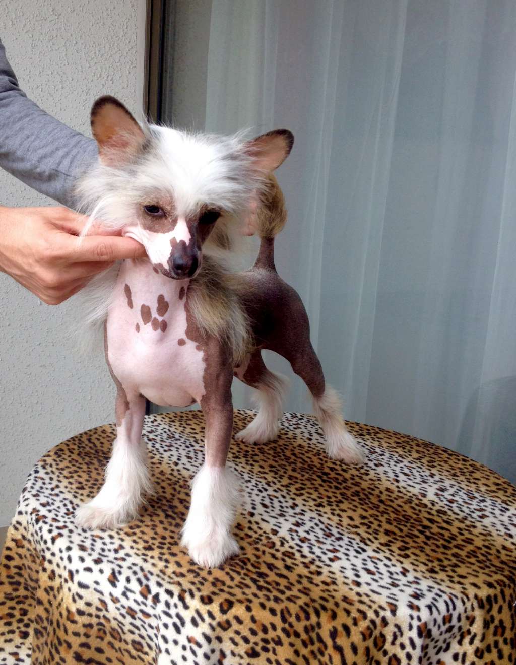 Prince Siam Volkien Vitas