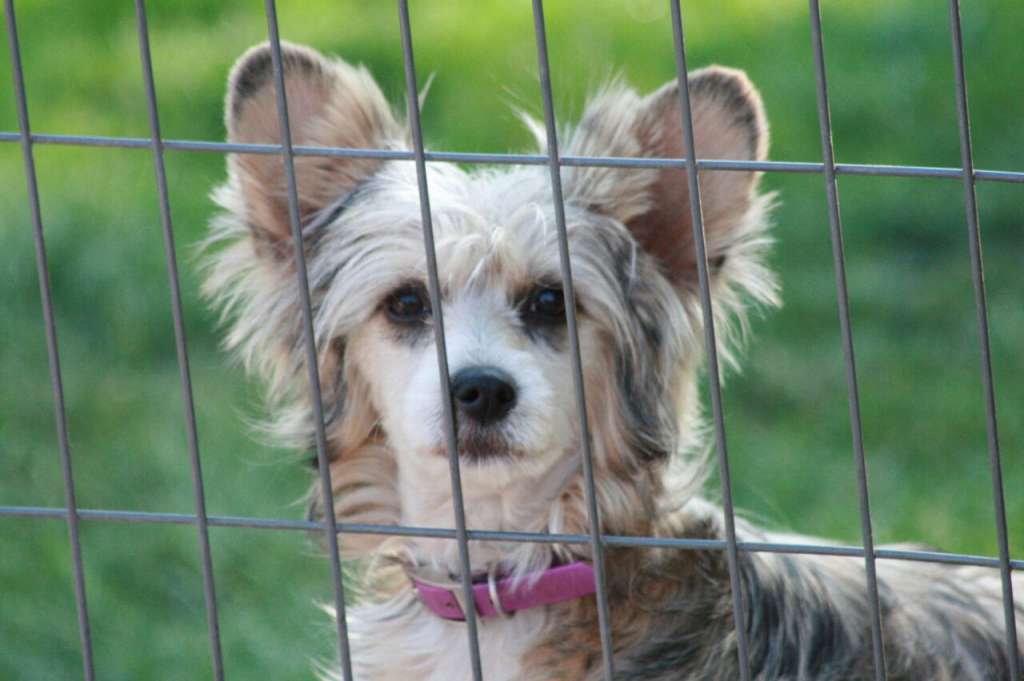 Prince Manet Volkien Vitas