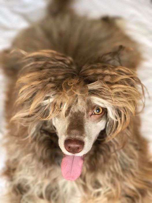 Little Dog Of Dream Magic Sun