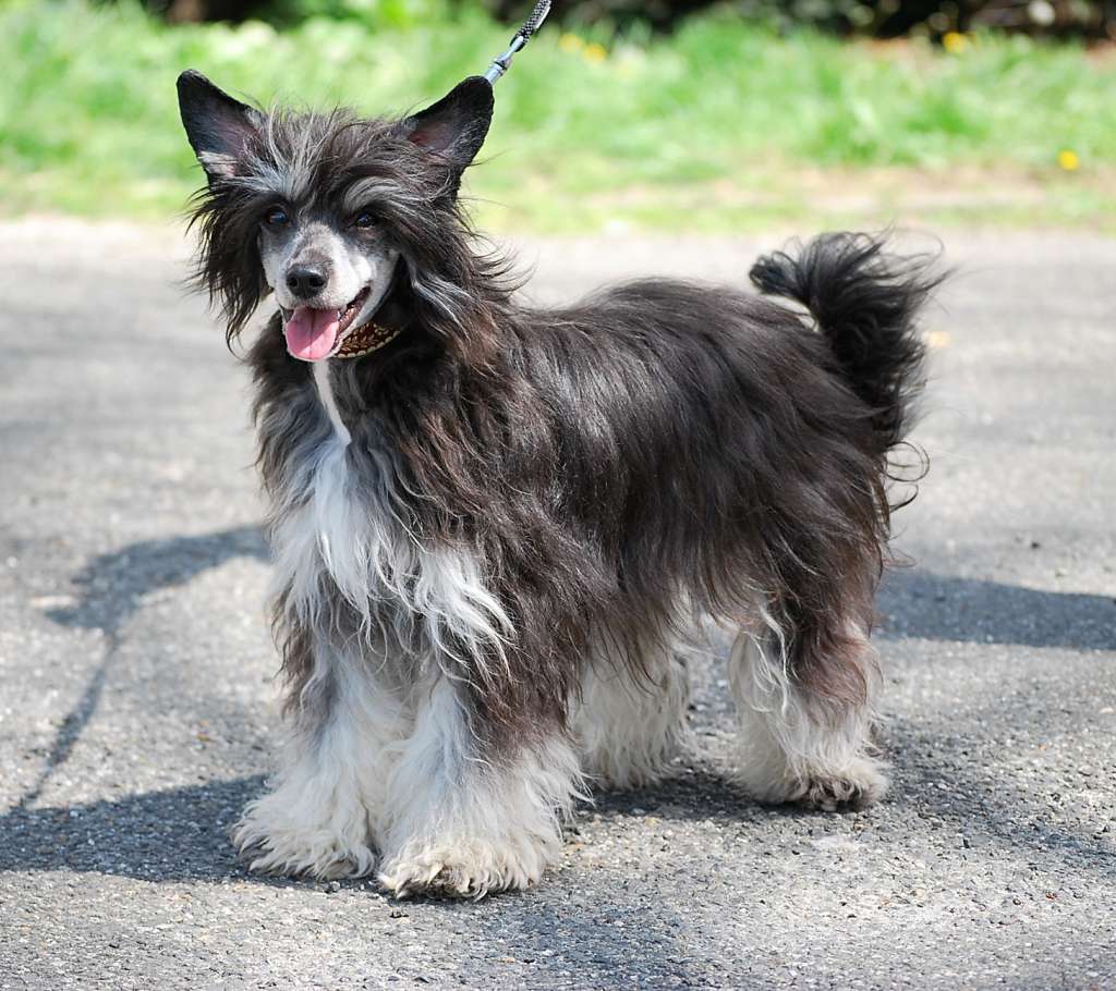 Little Dog Of Dream Magic Night