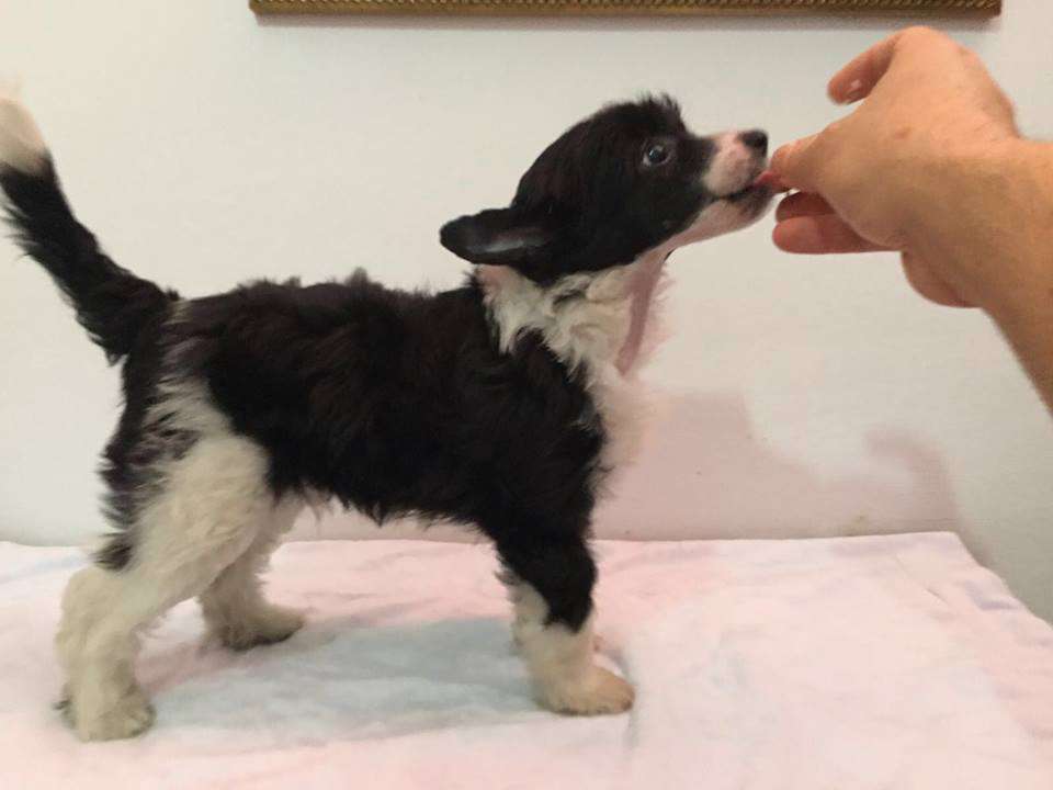 Belsech De Tierra De Magec