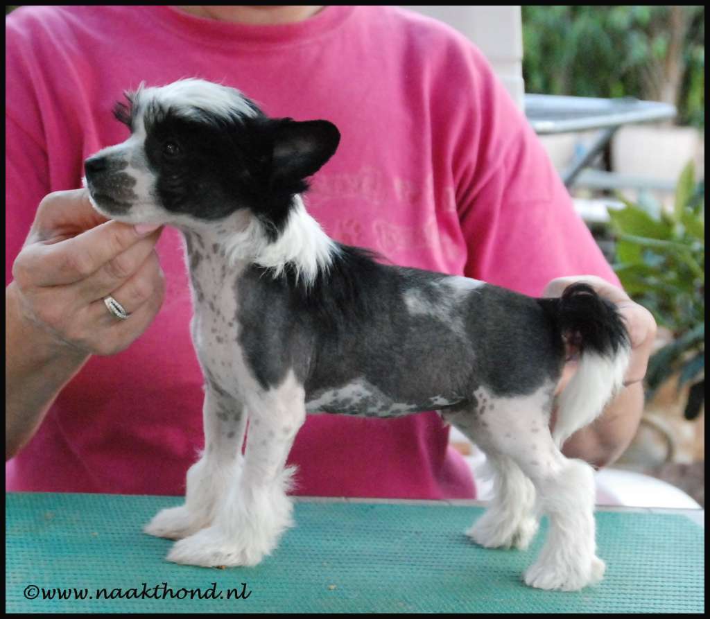 Keep An Eye On Me of Roxy's Pride