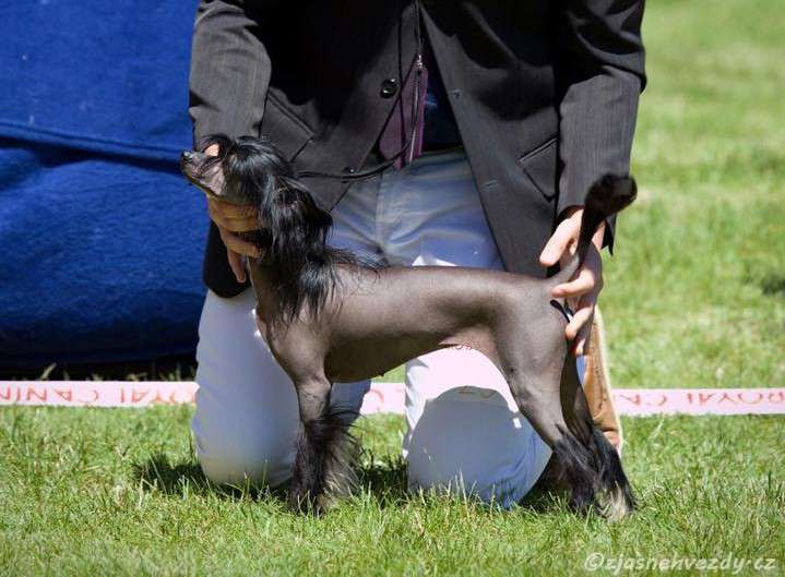 Fiona Punked Benjamin