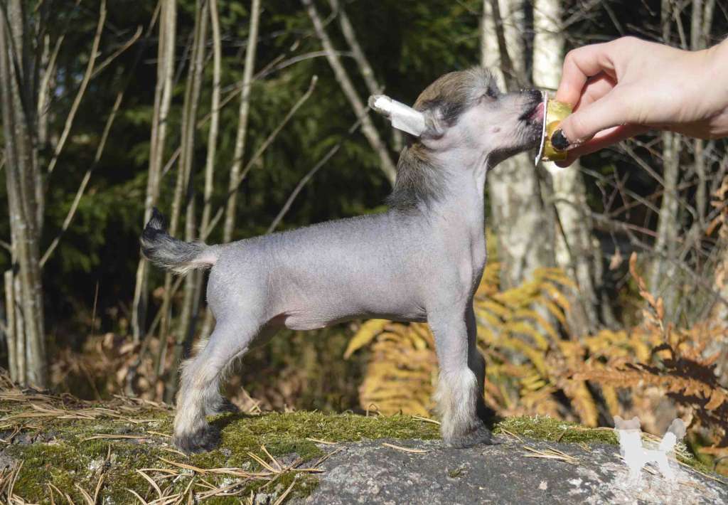 Girls Girls Buttercup