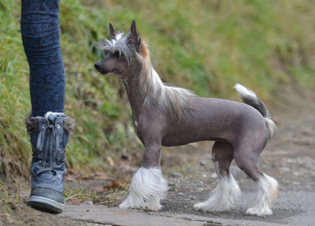 Little Miracle Jemalle