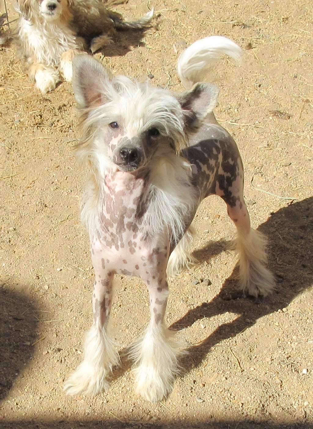 Shida Don't Pass Me By