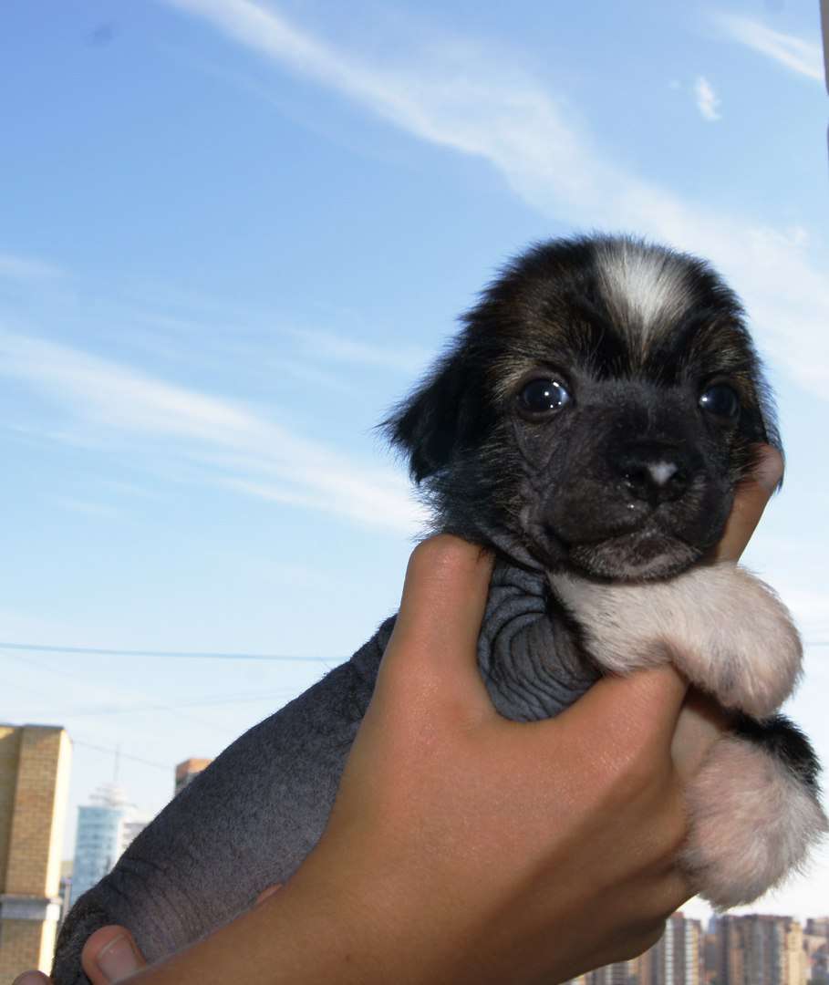 Sky Miracle Shaman King