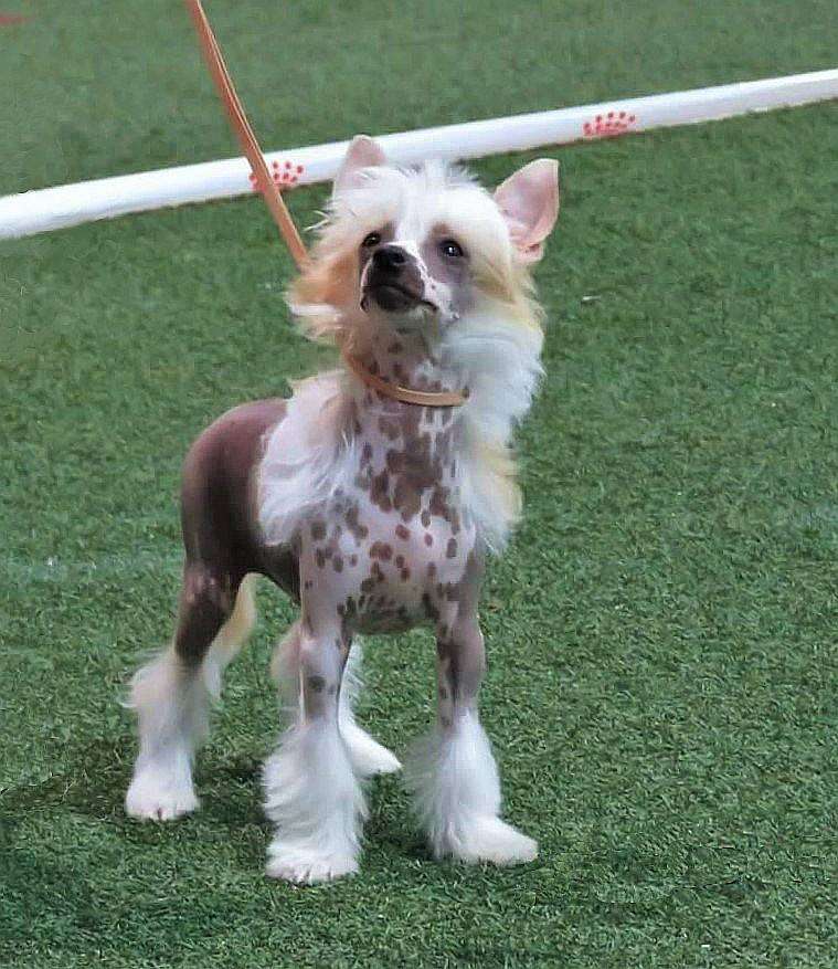 Ferris Made of Frabies Beauties