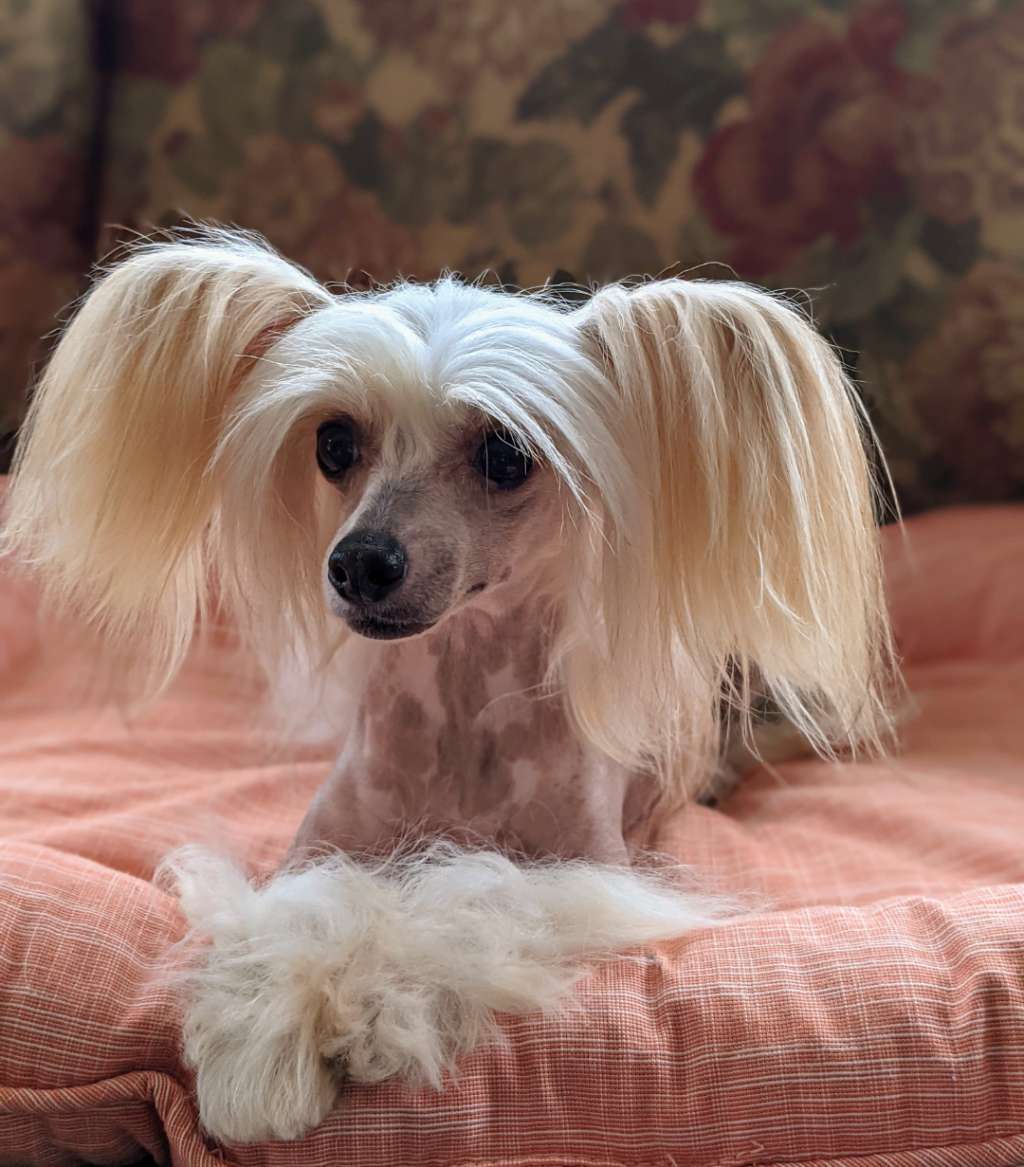 CH Crest-Vue Zippedy-Do-Dah