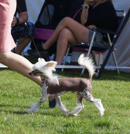 Enduro Made Of Frabies Beauties