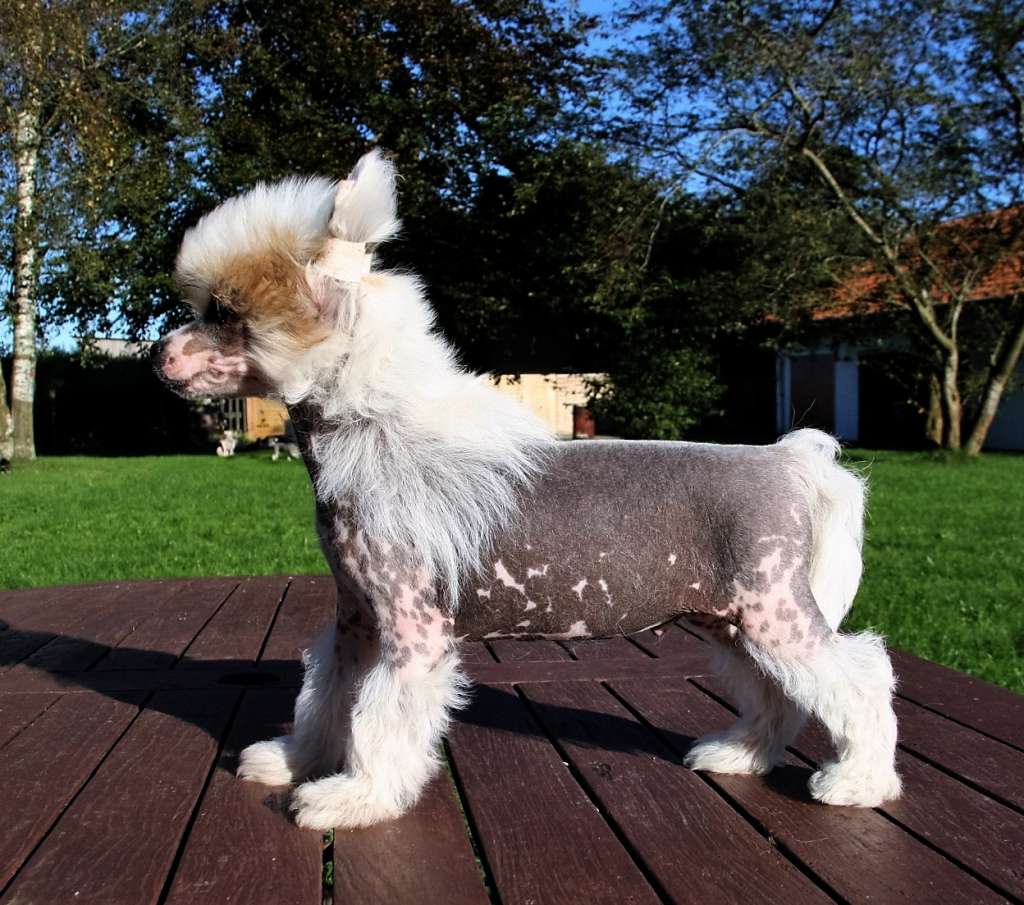 Be My Dog's Quam Gaudeo