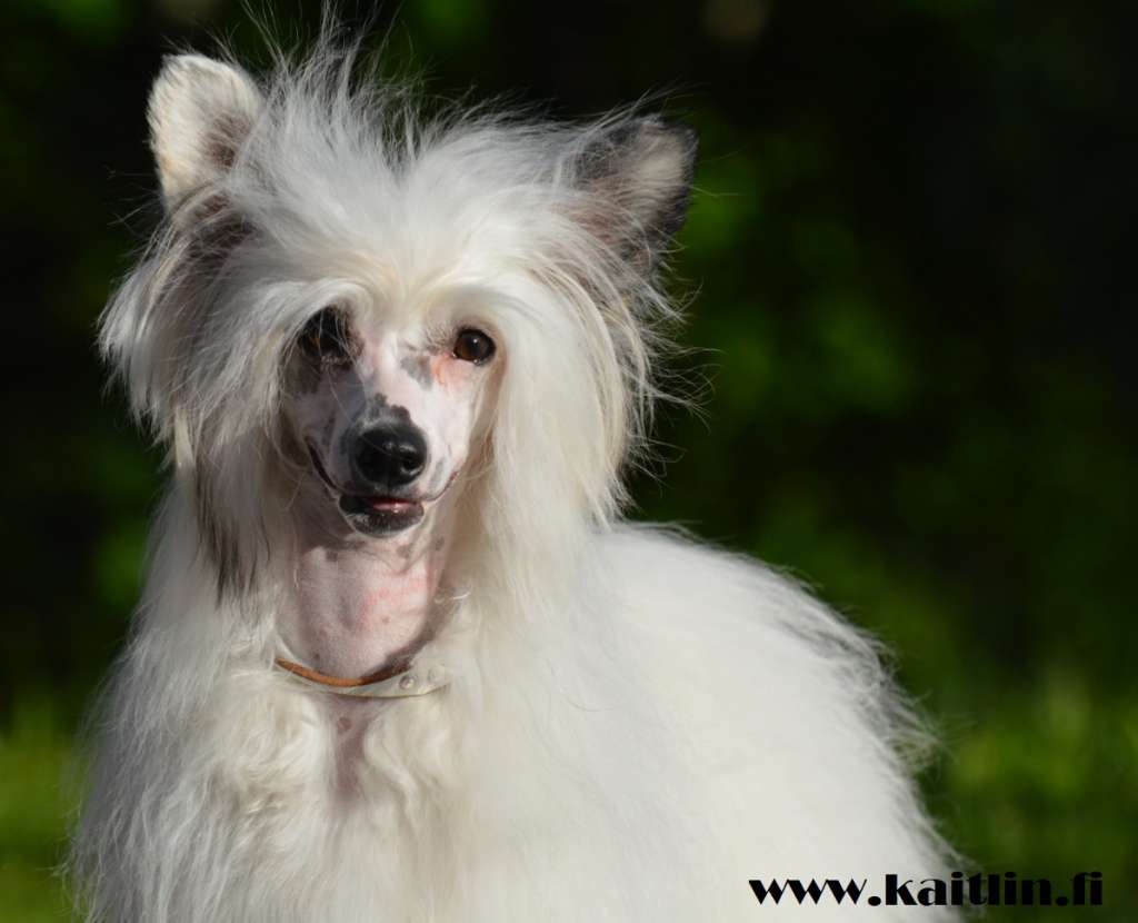 Kaitlin Miss Little Kiss My Ass