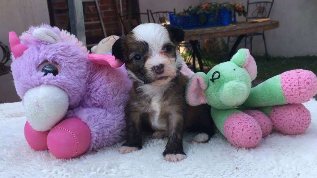 Chien Feerique's Luxury Is Rare