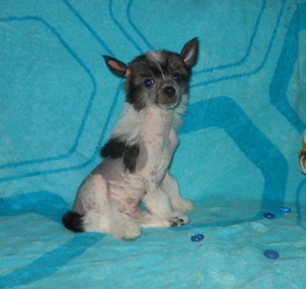 Charuyuschiy Soblazn Elina