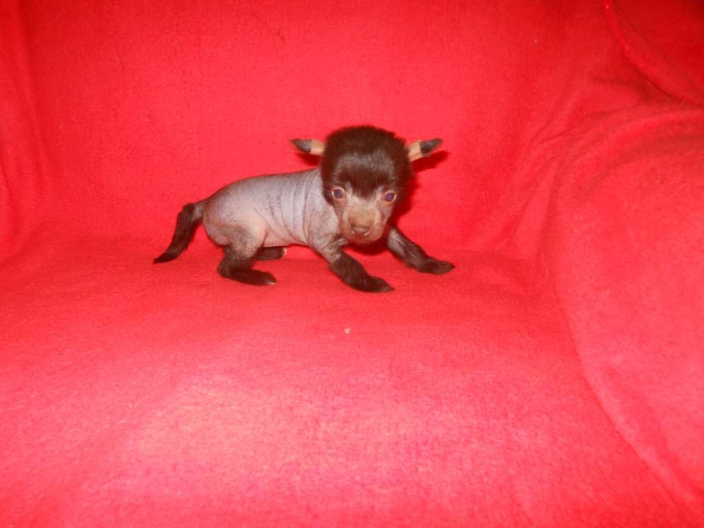 Charuyuschiy Soblazn Zhaklin