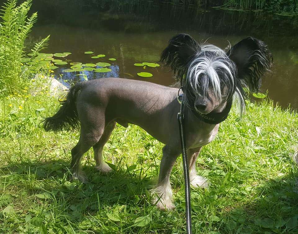 Xodix Fantastic Zafir Fantasy