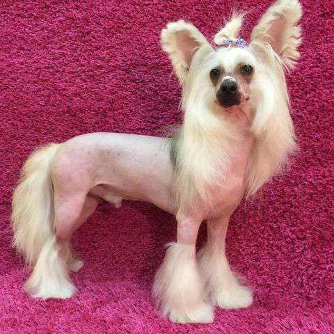 Gallurius Orca Bay Rose