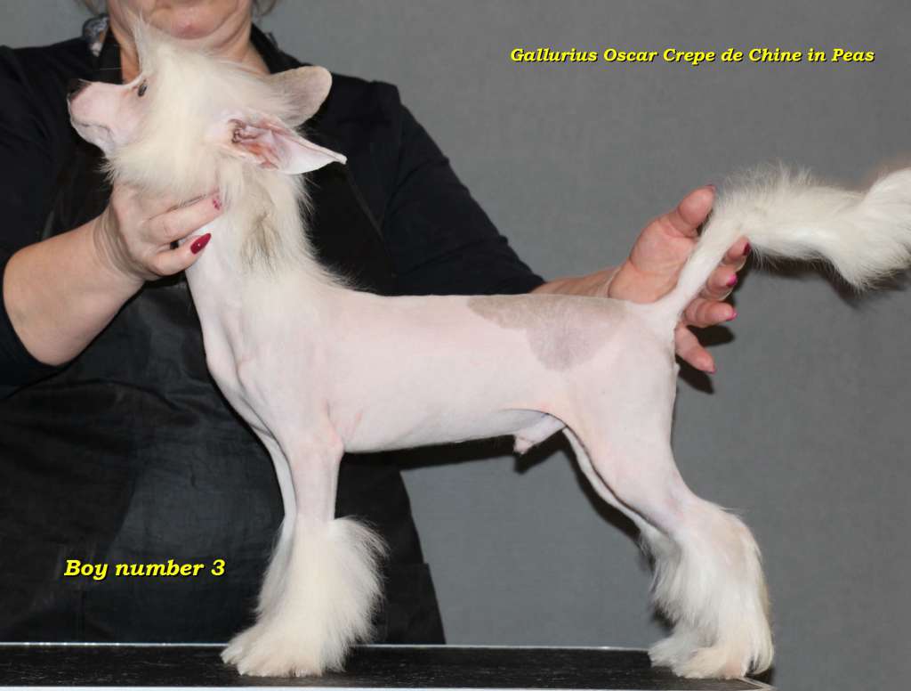 Gallurius Oscar Crepe de Chine in Peas