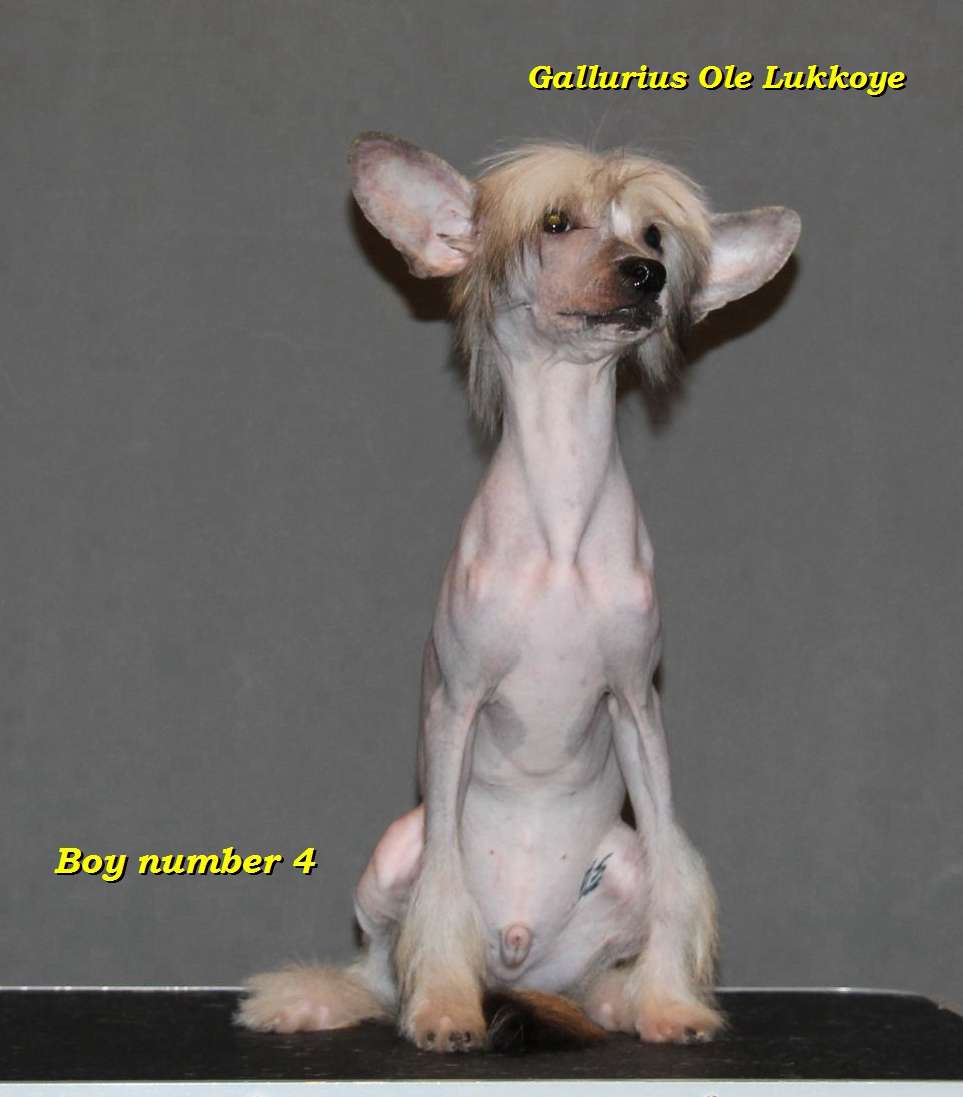 Gallurius Ole Lukkoye