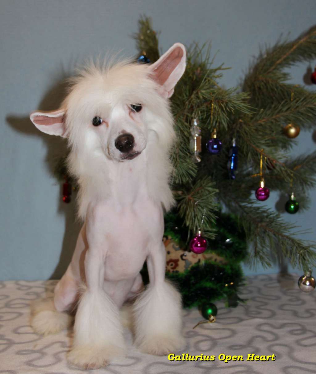 Gallurius Open Heart