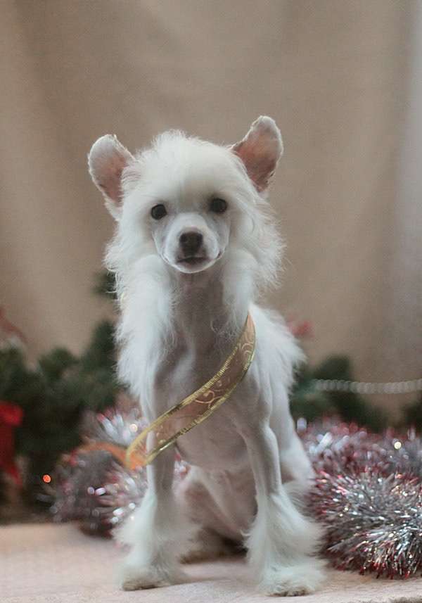 Fiery Fame Milliroses