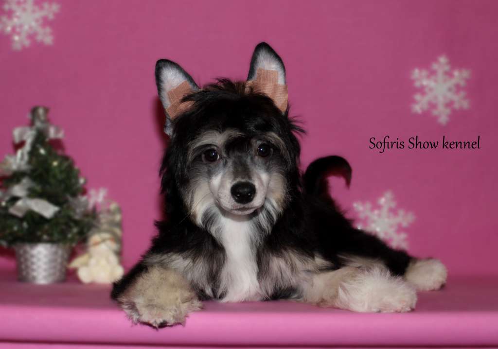 Sofiris Show Enigma