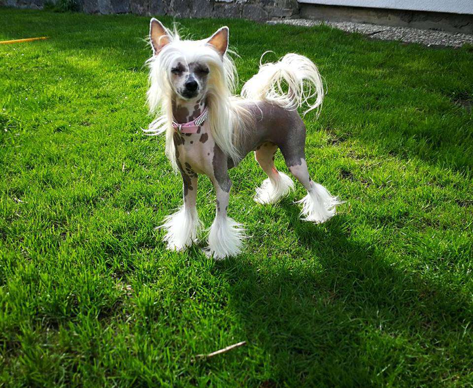 Belinda vom Blühmchen