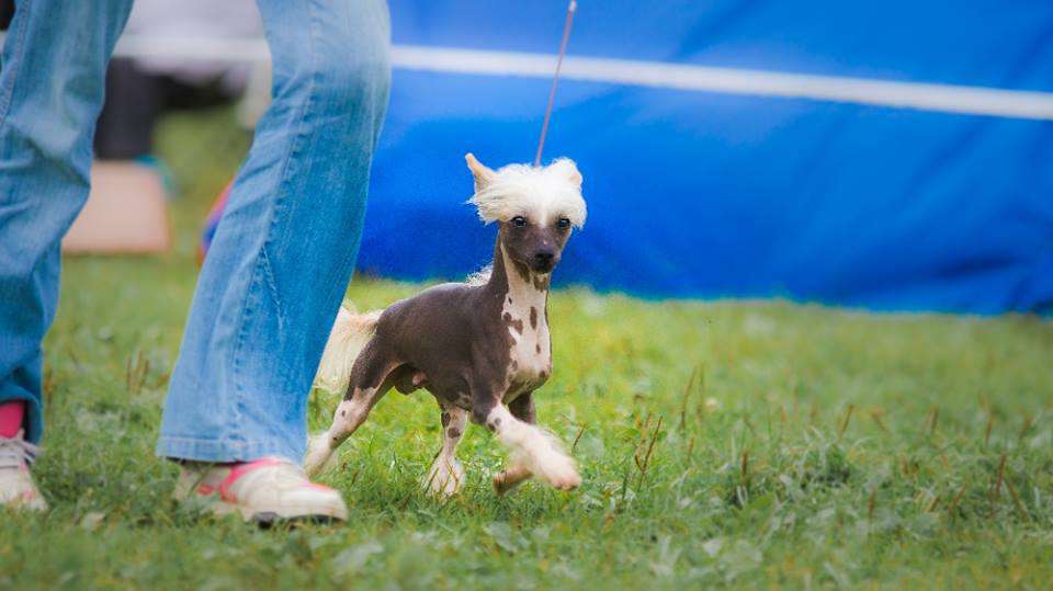 Ksolo Club Flash in Glow iz Zelenoy Roshi