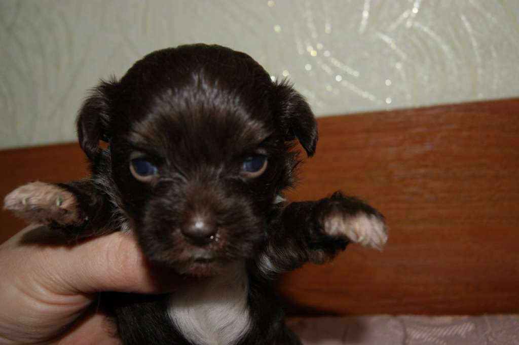 Ognenny Lotos Xennesi Paradais