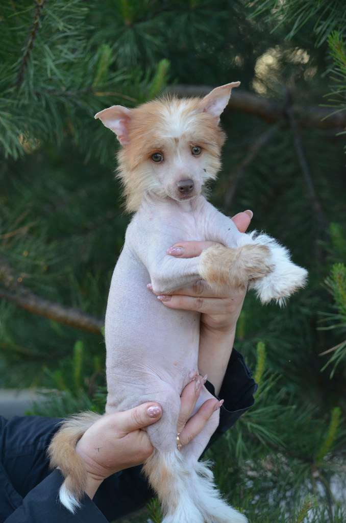 Ognenny Lotos Xanter